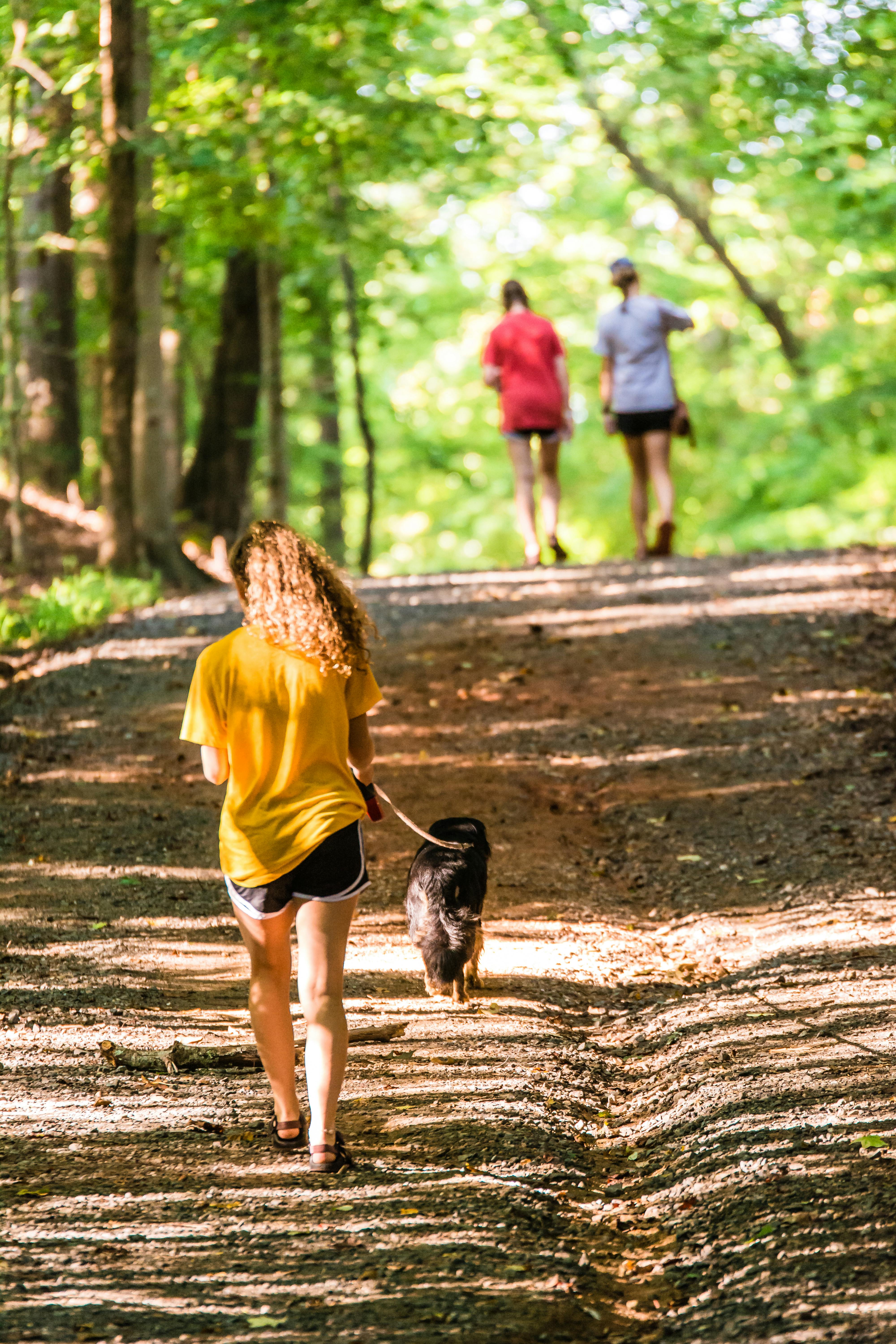 Holiday Let Forest of Dean. Walks in The Forest of Dean From Holiday Cottages. Dog Walking Holidays Forest of Dean.